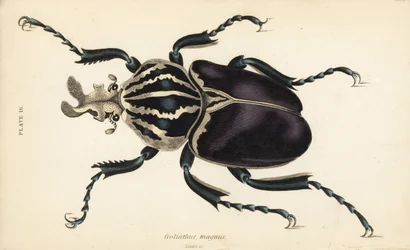 Goliath brouk, Goliathus goliatus (Goliathus magnus)