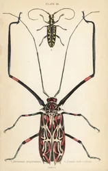 Brouk harlekýn, Acrocinus longimanus 1, a tesařík ploskočelý, Taeniotes subocellatus