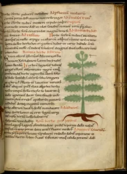 Harley 4986 fol. 20 The Herb Asterion (vellum)
