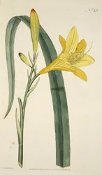 Hemerocallis Flava (Žlutá denní lilie) z botanického časopisu nebo květinové zahrady vystavena, hospoda. 1796 (ručně kolorovaná rytina)