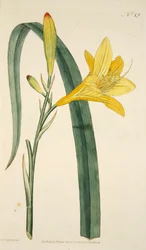 Hemerocallis Flava Yellow Day Lily, hospoda. 1796 ručně kolorovaná rytina.