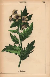 Blín   , z „Poučné obrázkové knihy aneb lekce ze světa zeleniny“, [Charlotte Mary Yonge], Edinburgh