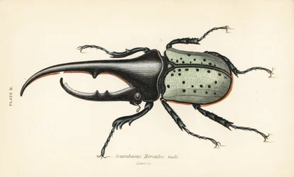 Hercules brouk, samec, Dynastes hercules, Scarabaeus hercules