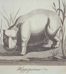 Hippopotamus z The Gentlemans Magazine, publikovaný v prosinci 1772