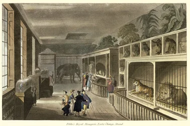 Vnitřní pohled na Politos Royal Menagerie, Exeter Change, Strand, 1812 (akvatinta)
