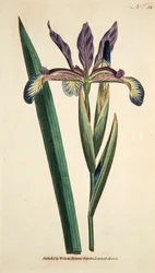 Iris Spuria Spurios Iris, hospoda. 1790 ručně kolorovaná rytina.