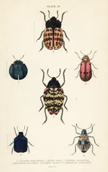 List brouci: Cyrtonota sexpustulata 1, Lachnaia hirta 2, Chlamys monstrosa 3, Doryphora tessellata 4, Erotylus actor 5 a Spheniscus erotyloides 6