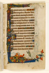 MS 1-2005, fol. 134r: Liška utíkající s kachnou farmářovy ženy, okrajová výzdoba z Macclesfieldského žaltáře, Use of Sarum, východní Anglie, kolem roku 1330.