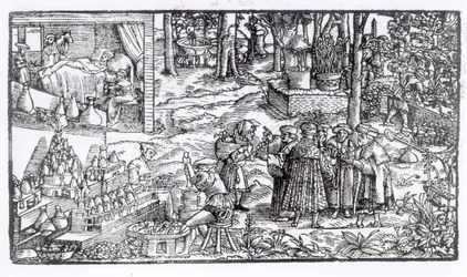 Pěstování lékařských bylin, 1531