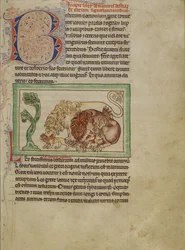 Northumberland Bestiary, cca 1250-60 (barevné lazury a inkoust na pergamenu)