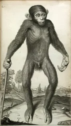 Orang-Outang, sive Homo Sylvestris: aneb, Anatomie Pygmeje ve srovnání s tou opice, opice a člověka...“, Martha E. Tyson