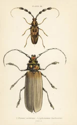 Orthomegas cinnamomeus Prionus corticinus 1 a Batus barbicornis, Lophonocerus barbicornis 2