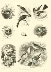 Stránka z Obrazového muzea animované přírody