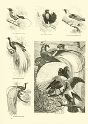 Stránka z Obrazového muzea animované přírody