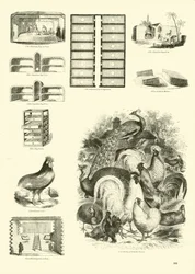 Stránka z Obrazového muzea animované přírody