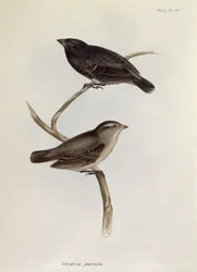 Pár Geospiza Parvula, ilustrace ze Zoologie plavby H.M.S. Bígl, 1832-36, Charles Darwin (1809-92), 1840