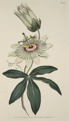 Passiflora Caerulea (Mučenka obecná), z Botanického časopisu nebo Vystavena Květná zahrada, hospoda. 1786 (ručně kolorovaná rytina)