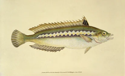 Rainbow Wrasse, Pl.96 z knihy "The Natural History of British Fishes", kterou vydali E. Donovan a F.C.  J. Rivington.