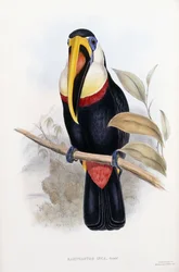 Ramphastos Inca