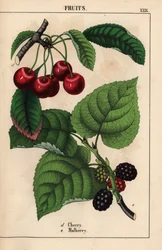 Červené třešně a plody moruše   , z „Poučné obrázkové knihy aneb lekce ze světa zeleniny“, [Charlotte Mary Yonge], Edinburgh