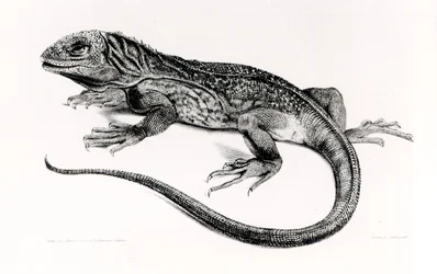 Plaz, ilustrace z „Zoologie plavby H.M.S Beagle, 1832-36“, od Charlese Darwina (1809-92)