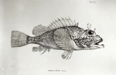Ropušnice, tabule 8 z díla „Zoologie plavby lodi H.M.S. Beagle, 1832-36“ od Charlese Darwina