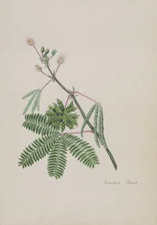 Citlivá rostlina, ilustrace z alba Poems, Graphite Drawings & Watercolours, c.1828 (wc na papíře)
