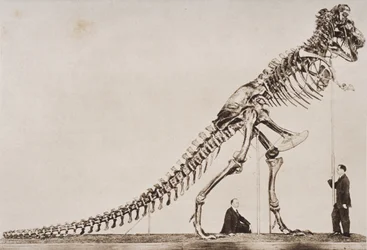 Kostra Tyrannosaura Rexe, v Americkém muzeu přírodní historie, z „Nástin historie“ od H. G. Wellse, svazek I, publikovaný v roce 1920 (hlubotisk)