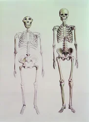 Kostry Australopithecus Boisei a Homo Sapiens