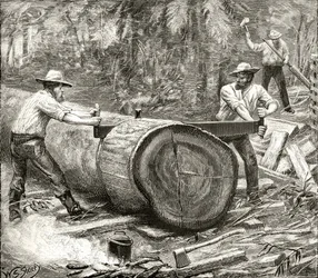 Splitters in the Bush, cca 1880, z 