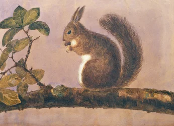 Studie veverky na větvi, cca 1840 (wc na papíře)