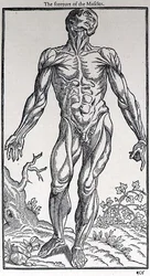 Přední část svalů, deska z „Dějiny člověka“, kterou vydal John Banister (1540-1610)