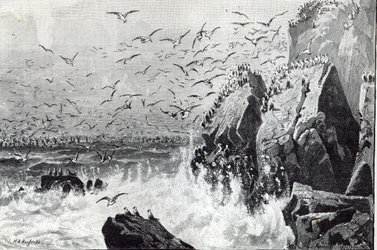 Haunt of the Gulls, z „Hodiny volného času“, 1888