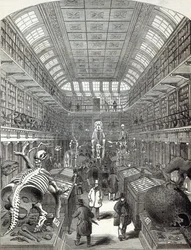 Hunterian Museum, na Royal College of Surgeons, z „The Illustrated London News“, 4. října 1845