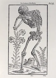 Kostra zadní desky z Historie člověka publikoval John Banister (1540-1610), 1578