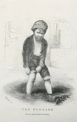 Skřivan bahenní