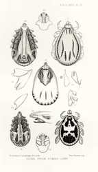 Ticks from Somali-Land, ilustrace z The Hope Reports, Vol. II, 1897-1900., editoval Edward B. Poulton, Oxford, 1901