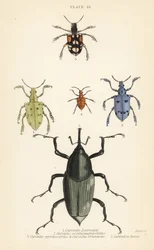 Nosatci a brouci: Curculio latreillii 1, Curculio sexdecempunctatus 2, Trichaptus mutillarius 3, Pissodes castaneus 4 a Calandra heros 5