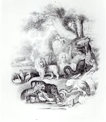 Divoká zvířata z „Dějiny Země a animované přírody“ od Olivera Goldsmitha, Londýn, 1840