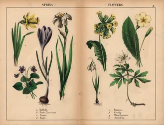 Žlutý narcis, bílý básník narcis, fialový krokus, fialová fialová, prvosenka žlutá, lipnice žlutá, sasanka bílá a sněženka bílá.   , z „Poučné obrázkové knihy aneb lekce ze světa zeleniny“, [Charlotte Mary Yonge], Edinburgh
