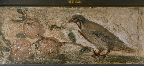 Pták a ovoce z Pompejí, Itálie (nástěnná malba)