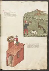Celá strana: text a miniatury: (miniatura): " Fasani " - " Pavone " (miniatura)