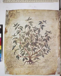 foll. 12v-387r "Dioskoridův herbář". Celá strana: studie rostlin a text ...