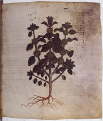 foll. 12v-387r "Dioscorides Herbarium": celostránkový: miniatura s nápisy: Marrubium vulgare (miniatura)