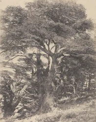 Groupe de Cèdres de Mt. Liban / [Skupina cedrových stromů, Libanonská hora]