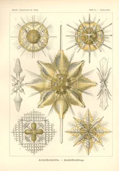 Acanthometra - Stachelstrahlinge, Pl.21 z 
