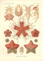 Asteridea - Sea Star, Pl.40. z 