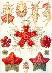 Asteridea „Umělecké formy přírody“