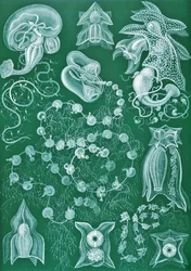 Příklady Siphonophorae z "Art Forms of Nature"