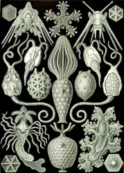 Ilustrace Amphoridea z "Art Forms of Nature" 1904 (litho)